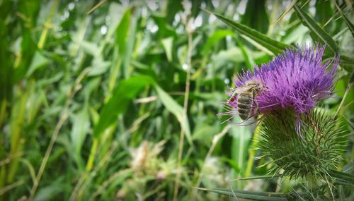 Close-up of purple flowers
