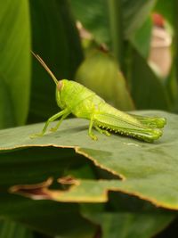 Close-up of insect on leaf