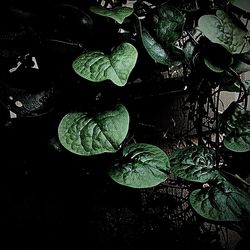 High angle view of leaves floating on water