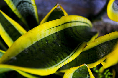 Close-up of green leaf