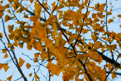 Low angle view of yellow maple leaves against sky