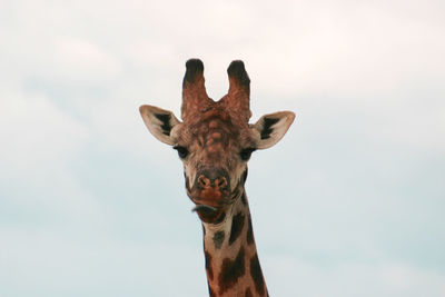 Close-up of horse against sky