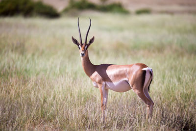 Deer standing on field