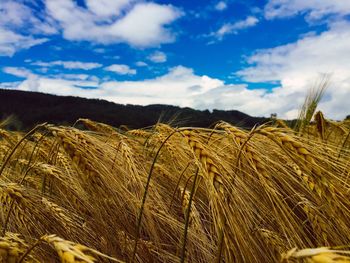 Close-up of wheat crop against cloudy sky