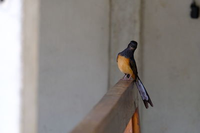 Close-up of bird perching on wall