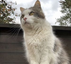 Close-up of cat looking away