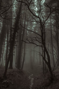 Scenic view of forest during foggy weather