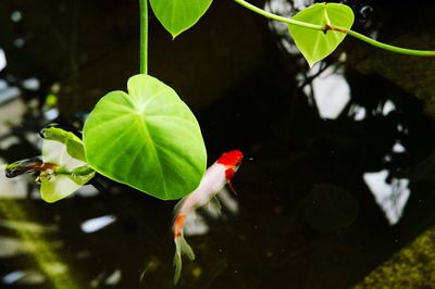 Close-up of a bird in a water