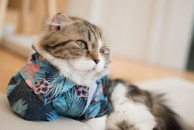 Cat relaxing in a home