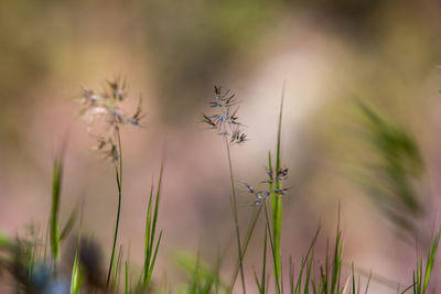 Close-up of dandelion growing in field