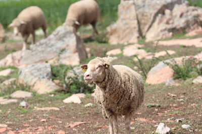 Sheep standing in a field