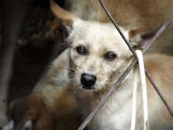 Portrait of dog looking through fence