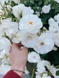 Close-up of hand holding white roses