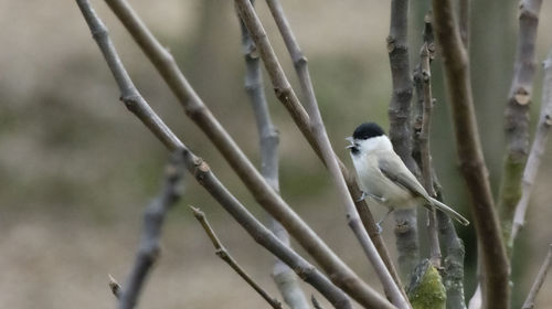 Bird perching on a tree