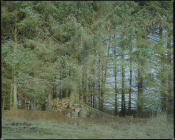 Trees growing in forest