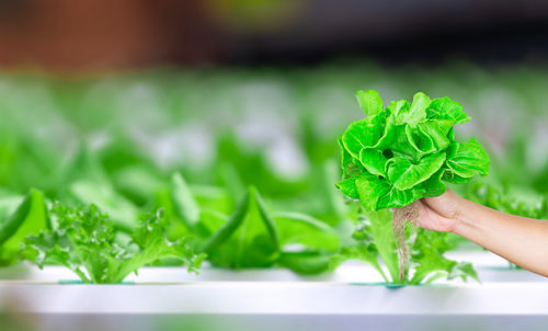 Cropped hand of person holding plant