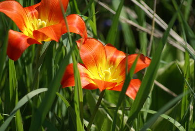 Close-up of red flowering plant