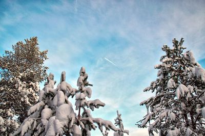 Low angle view of trees against sky