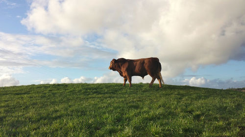 Single bull standing in green pasture
