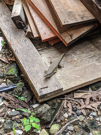 High angle view of an abandoned animal on field