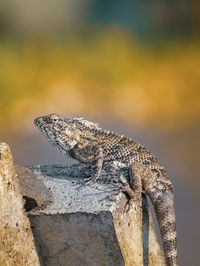 Close-up of lizard on rock