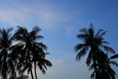 Low angle view of palm trees against sky