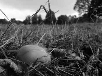 Close-up of dry grass on grassy field