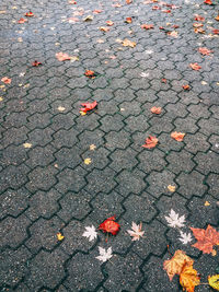 High angle view of maple leaves on road