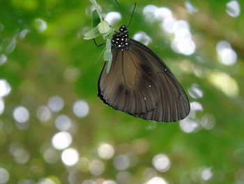 Close-up of butterfly pollinating flower