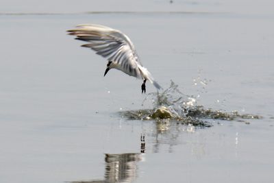 View of birds in water