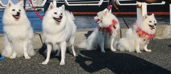 Dogs standing on field