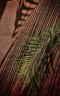 Close-up of shadow