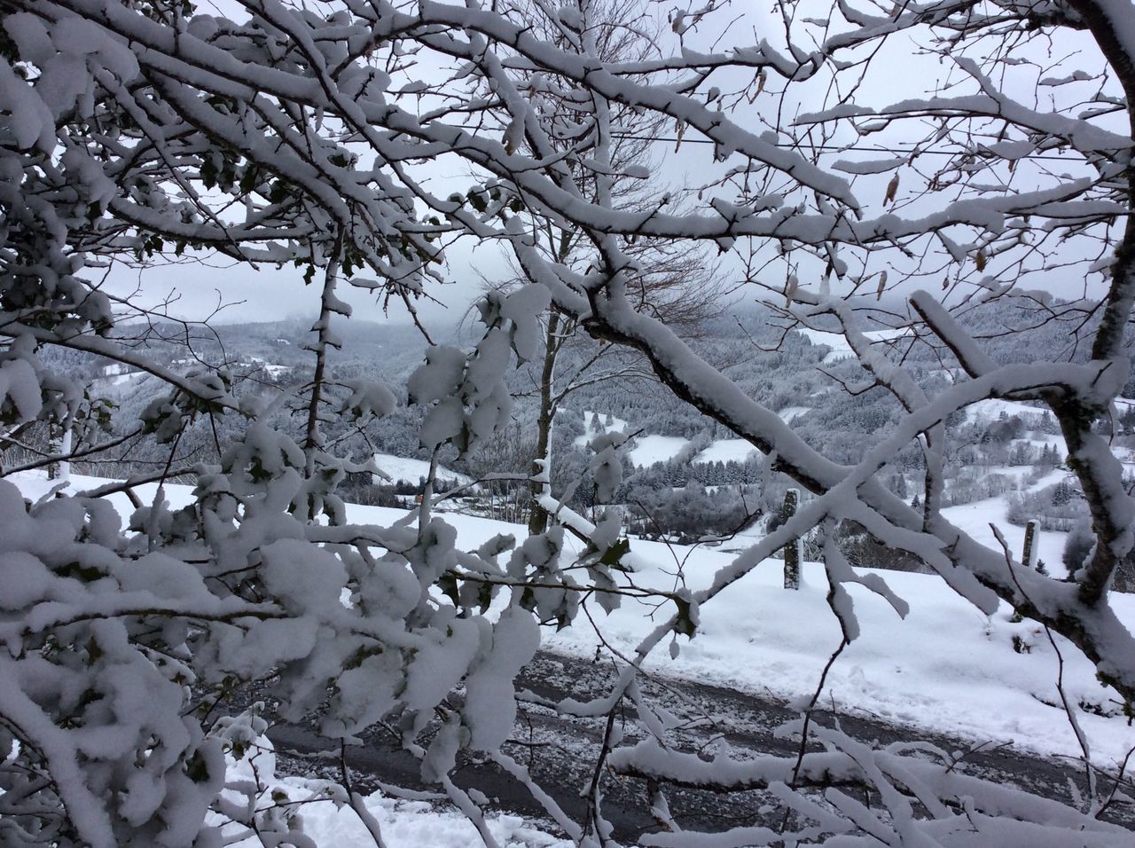 winter, tree, cold temperature, snow, nature, weather, branch, beauty in nature, tranquility, outdoors, no people, scenics, day, sky, close-up