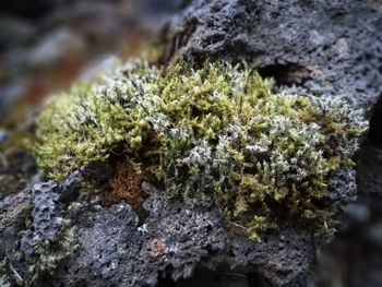 Close-up of moss growing on rock