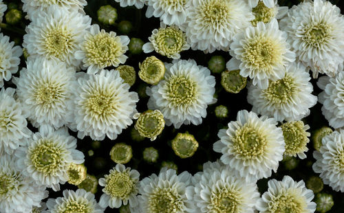 Close-up of white flowering plants