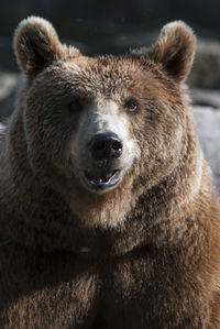 animal