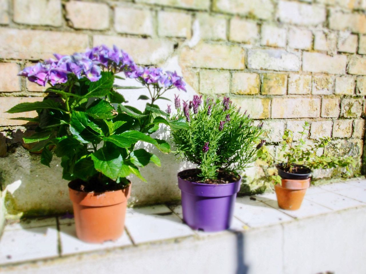 POTTED PLANTS ON WALL
