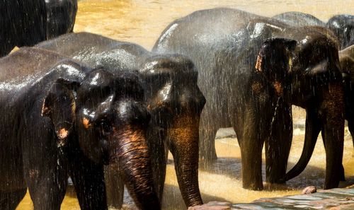 Full frame shot of elephant in water