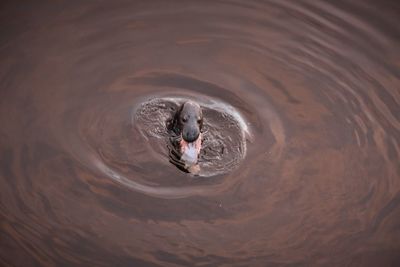 High angle view of duck swimming in lake