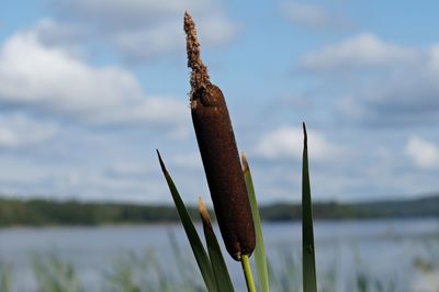 Close-up of plant in lake against sky