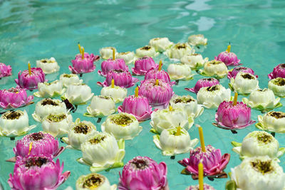 Close-up of pink flowers floating on water