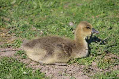 View of duck on field