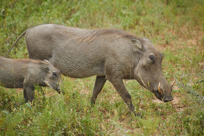  wild boar standing in a field