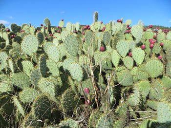 Close-up of cactus growing on field against sky