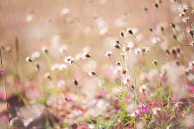 Close-up of insect on purple flowering plants