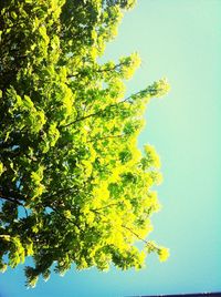 Low angle view of trees against clear blue sky