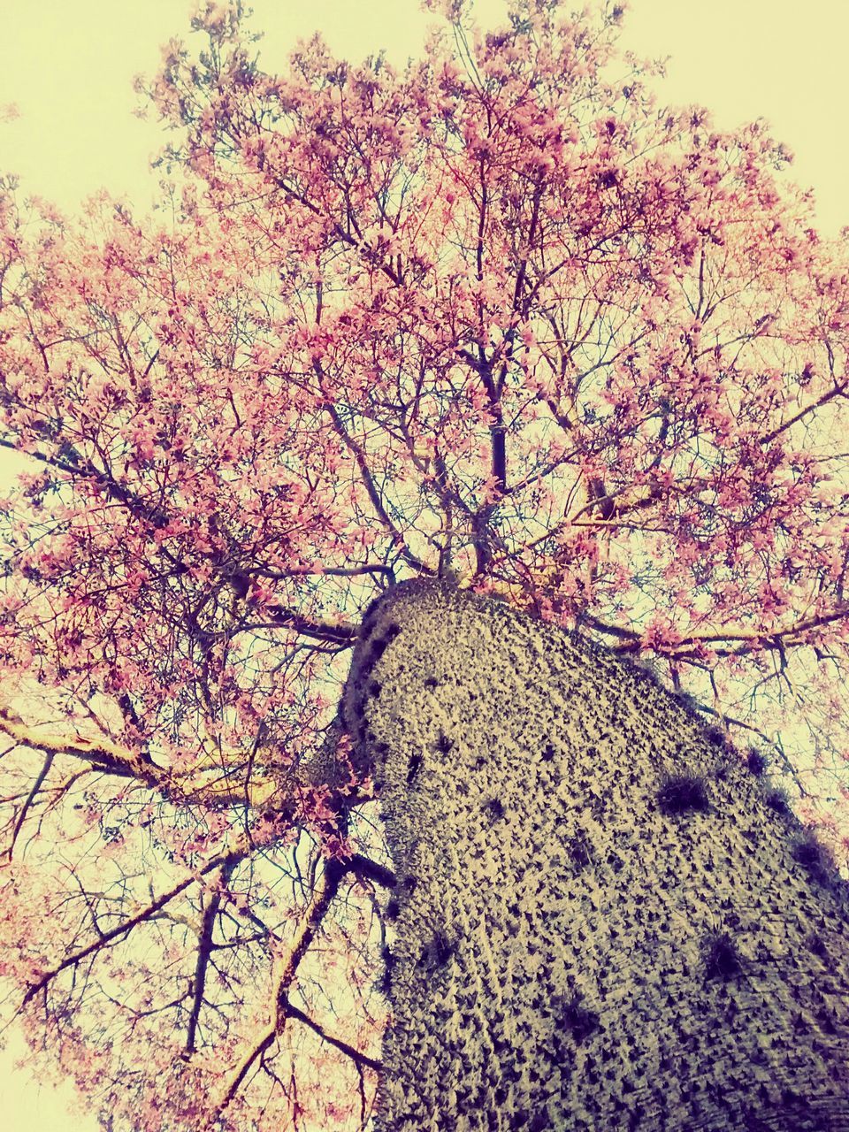 tree, branch, growth, low angle view, beauty in nature, nature, flower, clear sky, pink color, tranquility, sky, day, no people, outdoors, sunlight, autumn, freshness, scenics, change, season