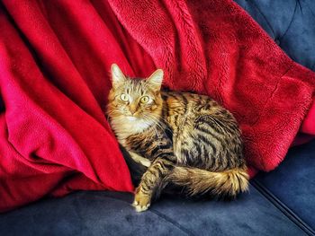 Portrait of cat relaxing on sofa