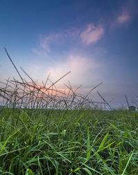 Close-up of grass on field against sky during sunset