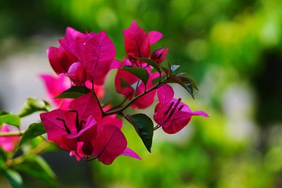 Close-up of pink flowering plant